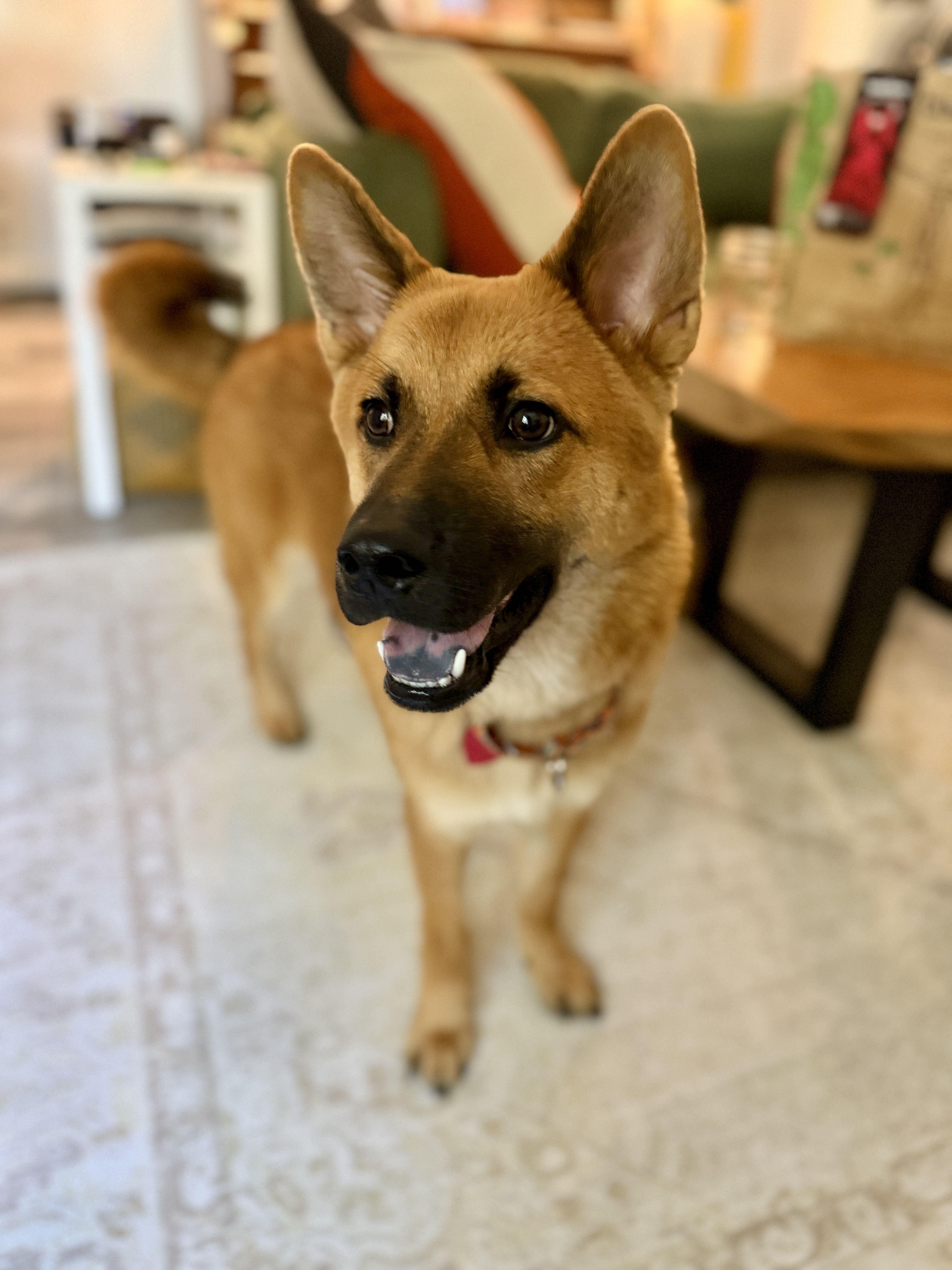 A young medium-sized female German Shepherd Dog dog named Cali for adoption in Los Angeles, CA