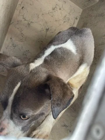 A young large-sized male Mixed Breed dog named Brando for adoption in West Palm Beach, FL