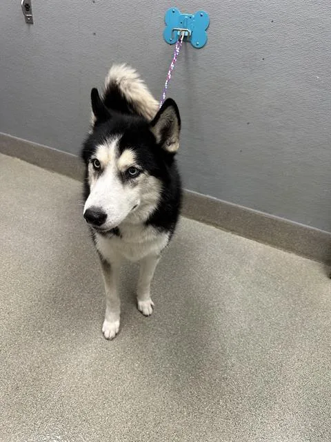 An adult medium-sized male Siberian Husky dog named Miles Solis for adoption in Las Vegas, NV