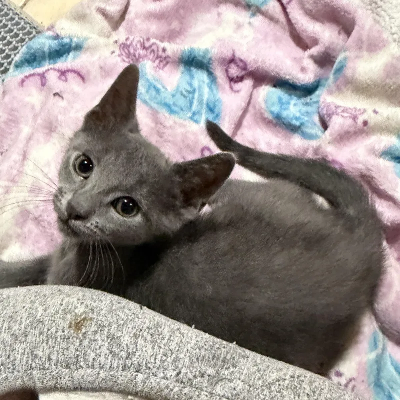 A baby medium-sized male Gray & White Domestic Short Hair cat named Finn for adoption in East Hanover, NJ