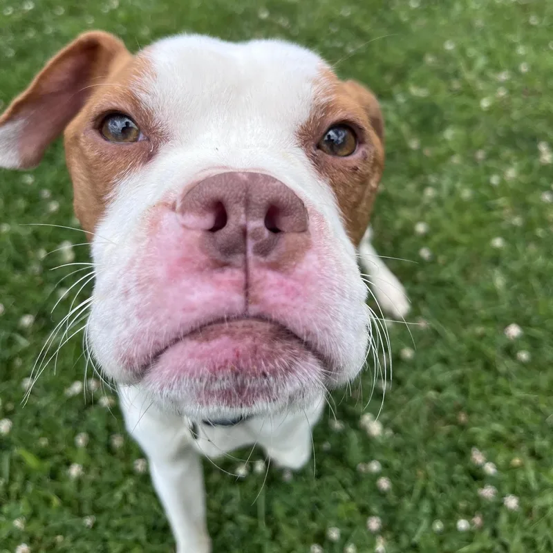 An adult large-sized male Red / Chestnut / Orange Boxer dog named Elmer for adoption in West Jefferson, OH