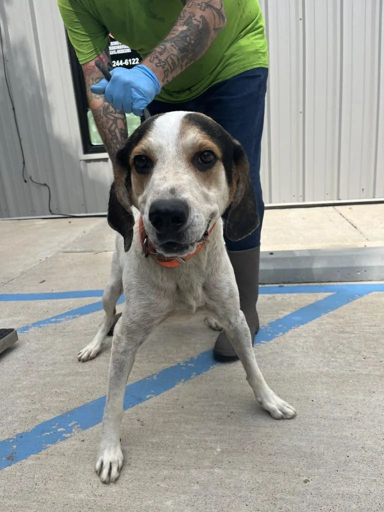 An adult large-sized male Bluetick Coonhound dog named Nicco for adoption in Lawrenceburg, TN