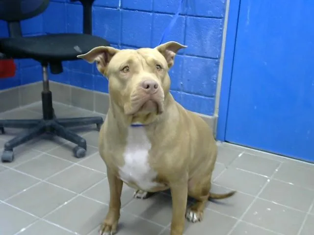 An adult large-sized female Pit Bull Terrier dog named Sugar for adoption in Albuquerque, NM