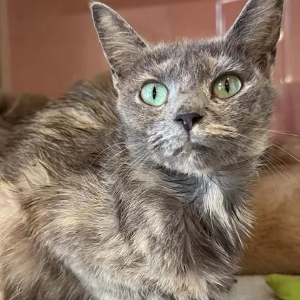 A young medium-sized female Gray / Blue / Silver Domestic Short Hair cat named Anesha for adoption in Fernandina Beach, FL