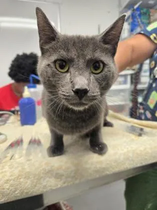 An adult medium-sized male Domestic Short Hair cat named Razzmatazz for adoption in West Chester, PA