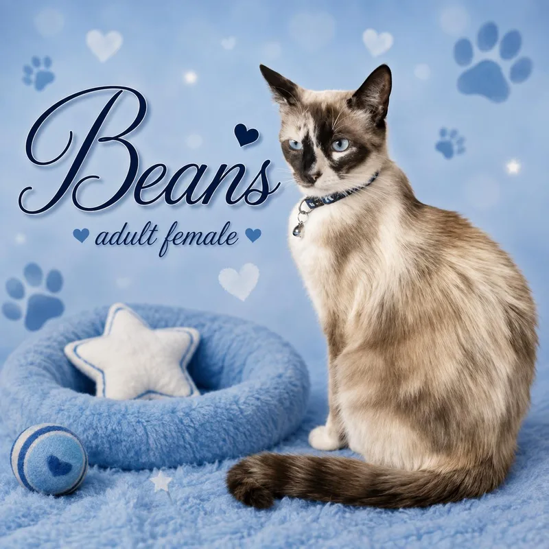 An adult medium-sized female Seal Point Siamese cat named Beans for adoption in Reno, NV