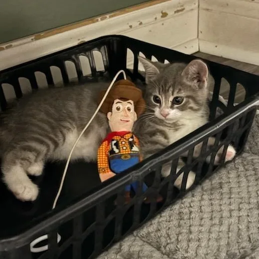 Froot Loops thumbnail 2