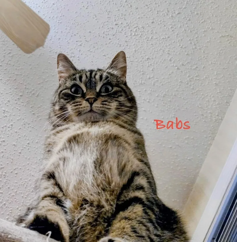 Babs thumbnail 5