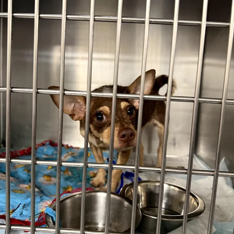 A baby small-sized female Brown / Chocolate Terrier dog named Lovely Girl for adoption in Northbrook, IL