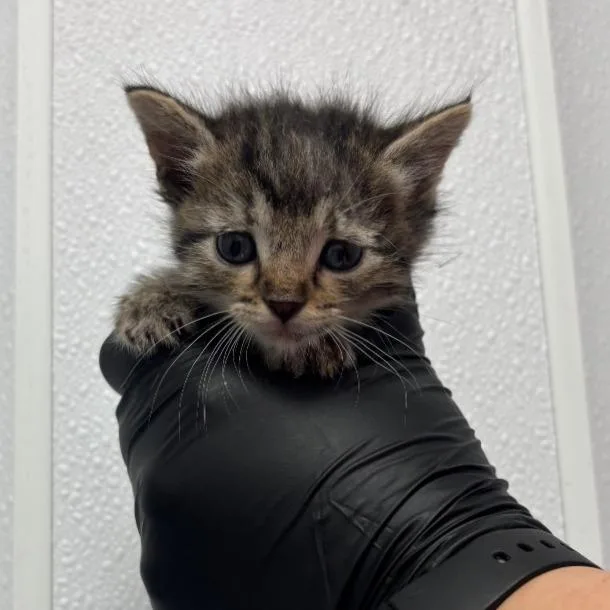 A baby small-sized female Brown / Chocolate Domestic Short Hair cat named Satin for adoption in Abilene, TX