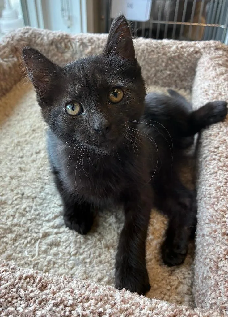 A baby small-sized female Domestic Short Hair cat named Ravyn for adoption in Sidney, OH