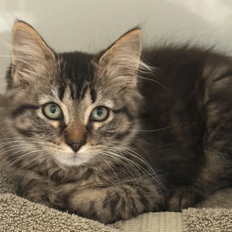 A baby small-sized male Brown / Chocolate Domestic Medium Hair cat named Patrick for adoption in East Hanover, NJ