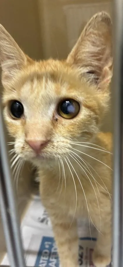A young medium-sized female Tabby (Orange / Red) Domestic Short Hair cat named Sora for adoption in Converse, TX