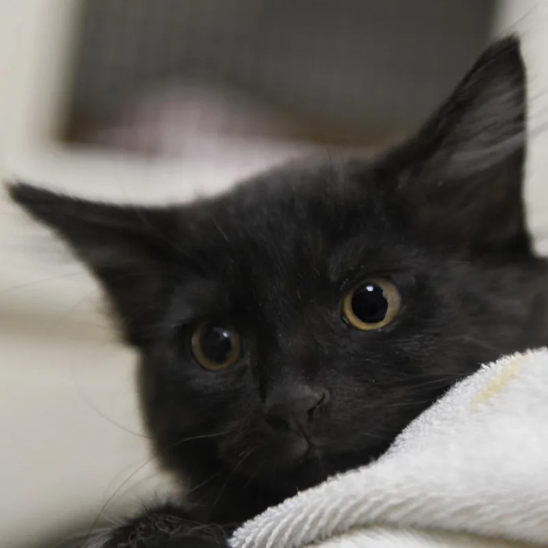 A baby small-sized male Black Domestic Short Hair cat named Freddy for adoption in Redwood City, CA