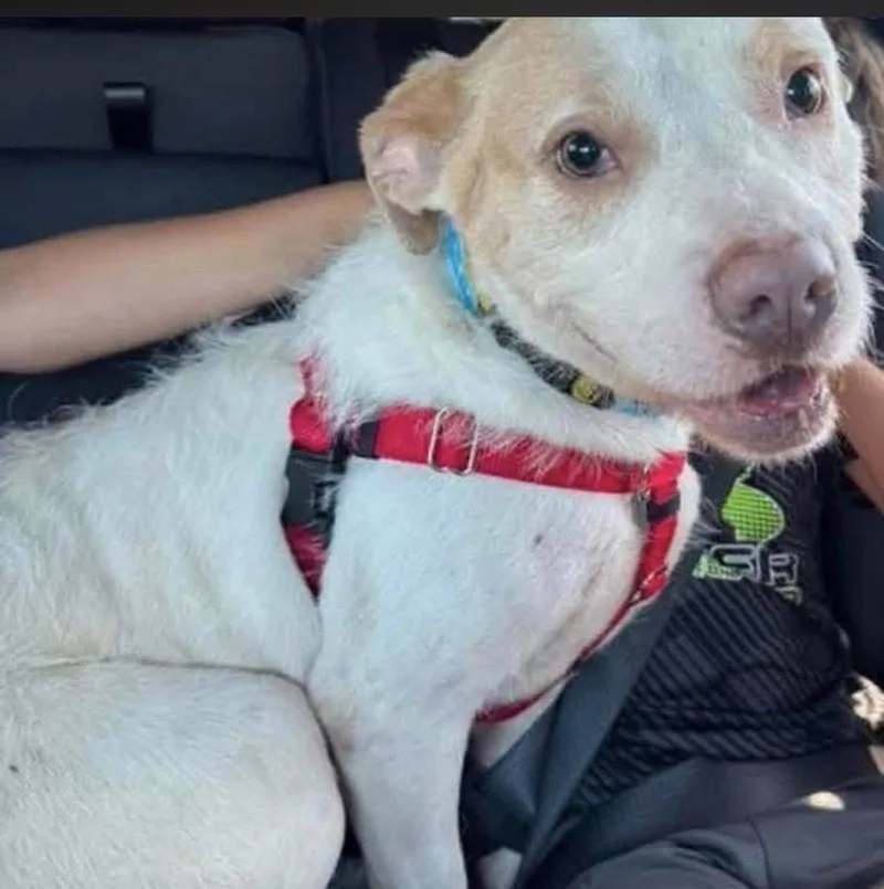 A young medium-sized male Mixed Breed dog named Draco for adoption in Pleasant Ridge, MI