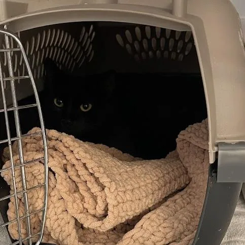 An adult medium-sized female Black Domestic Short Hair cat named Lola for adoption in Port Charlotte, FL