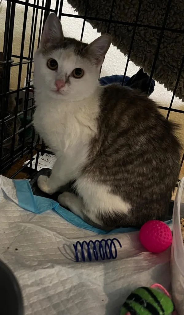 A baby small-sized female Domestic Short Hair cat named Harper for adoption in Spring, TX
