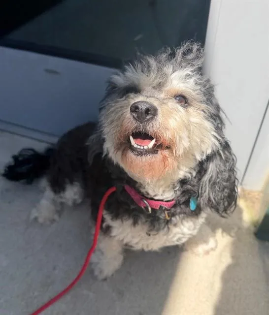 An adult medium-sized female Poodle dog named Sassy for adoption in Leesburg, VA