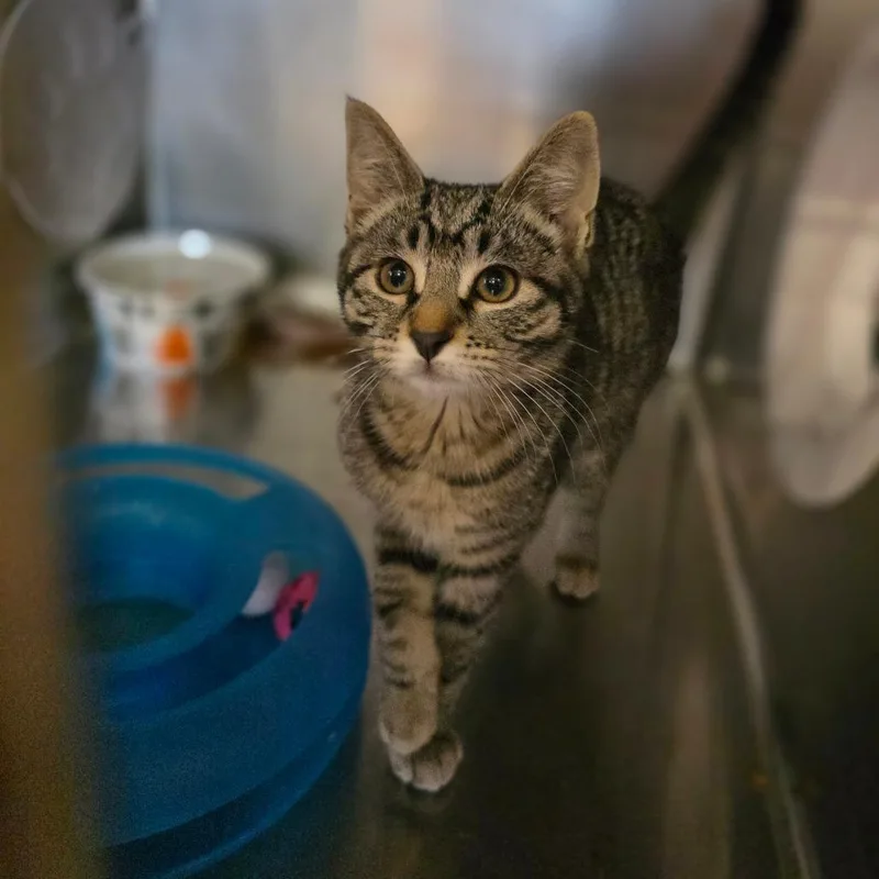 A baby small-sized female Brown / Chocolate Domestic Short Hair cat named Nebula for adoption in Spokane, WA