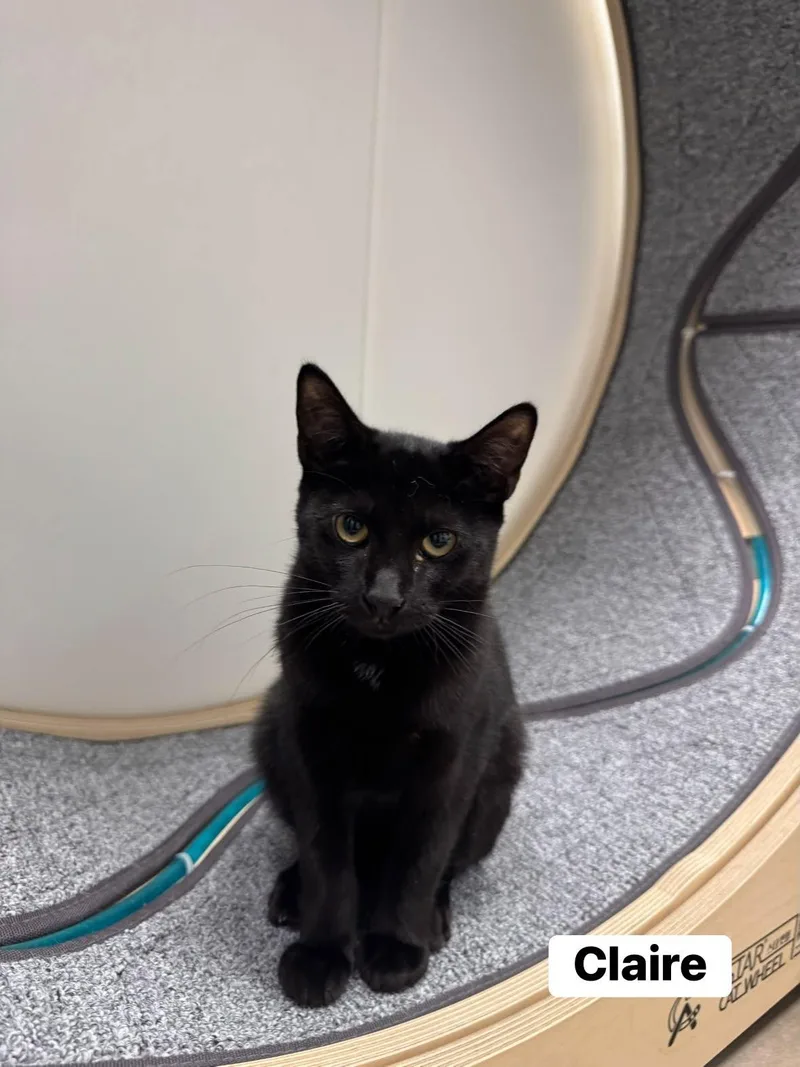 A baby medium-sized female Black Domestic Short Hair cat named Claire for adoption in Staten Island, NY