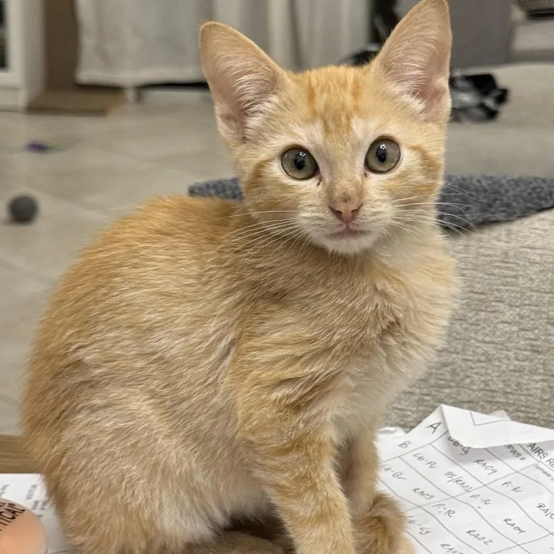 A baby small-sized male Orange / Red Domestic Short Hair cat named Sunny D for adoption in Lauderhill, FL