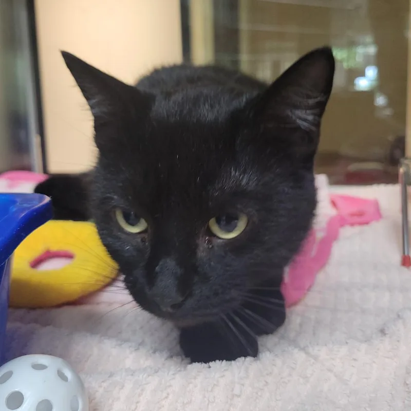 An adult medium-sized male Black Domestic Short Hair cat named Bluegrass for adoption in Plover, WI