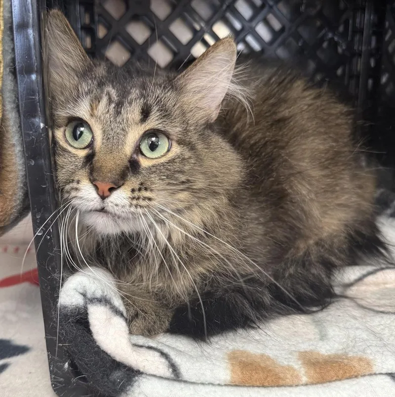 An adult small-sized female Brown / Chocolate Domestic Medium Hair cat named Hazel for adoption in Fremont, NE