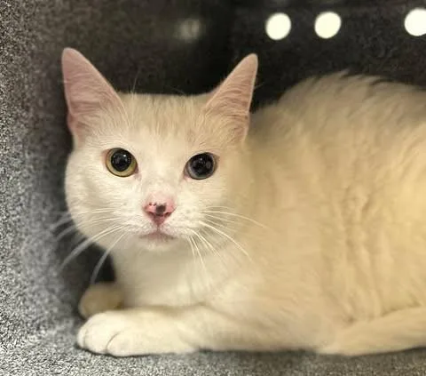 An adult medium-sized female White Domestic Long Hair cat named Delilah for adoption in Fruit Heights, UT
