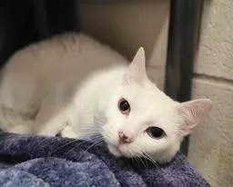 Delilah thumbnail 2