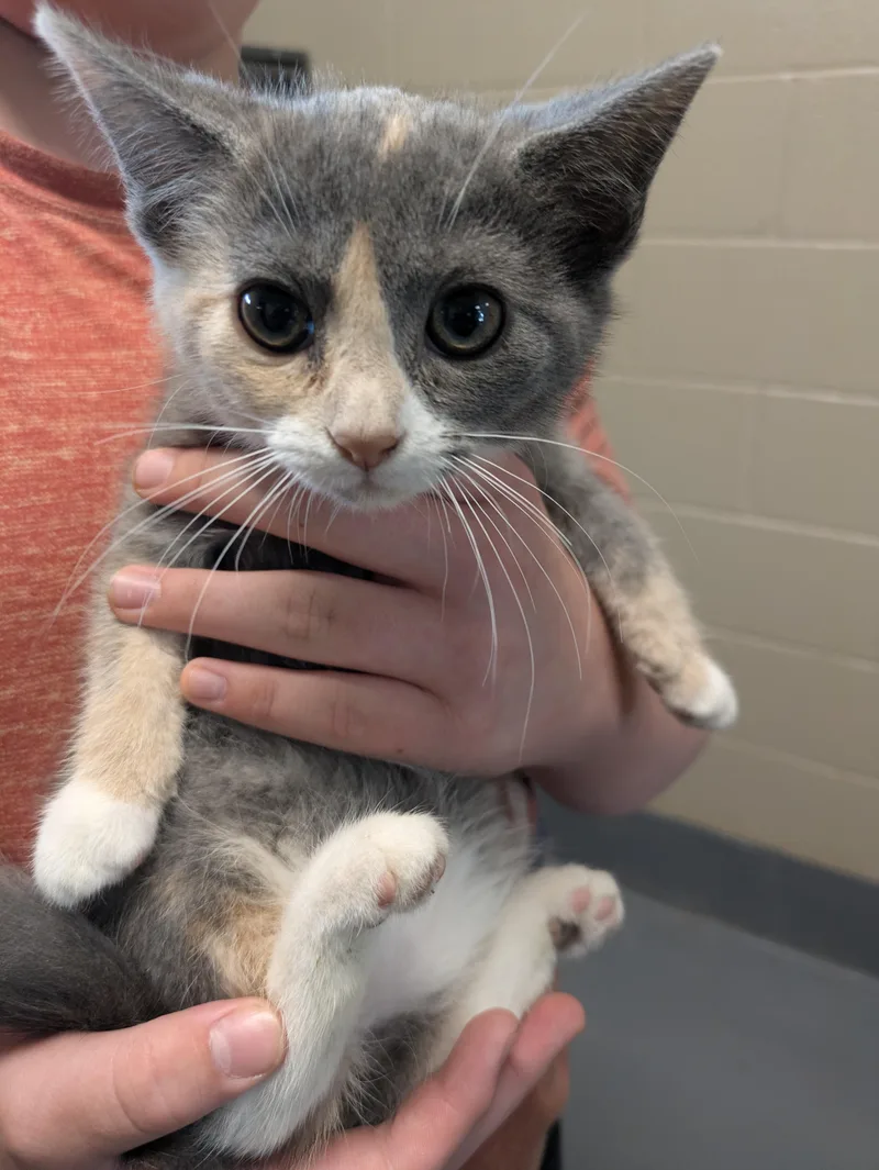 A young small-sized female White Domestic Medium Hair cat named Raspberry for adoption in Bedford, VA