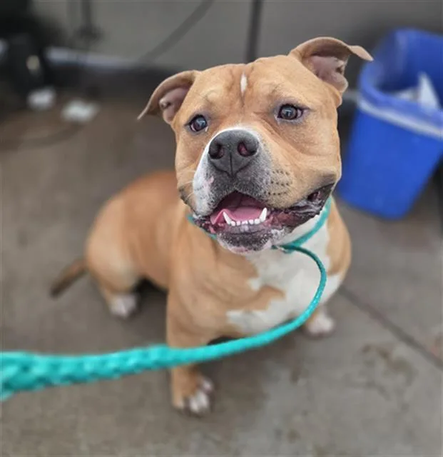 An adult large-sized male Mixed Breed dog named Tonga for adoption in Dallas, TX