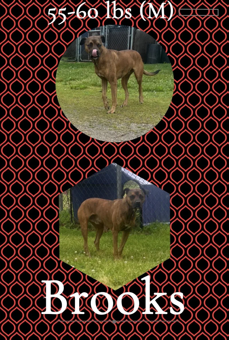 An adult medium-sized male Brindle Boxer dog named Brooks for adoption in McArthur, OH