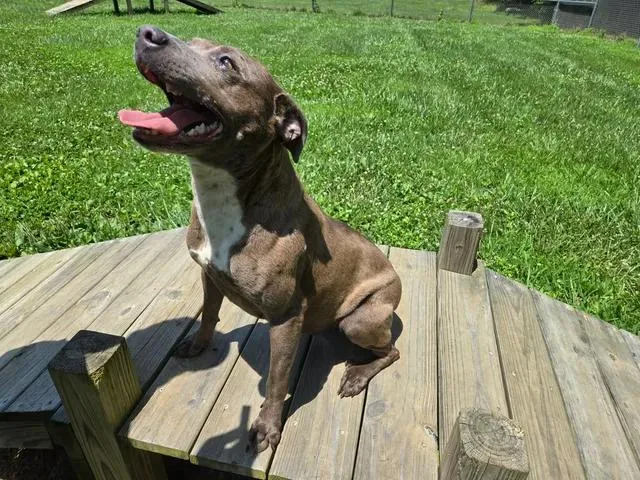 A young medium-sized female Mixed Breed dog named Smores for adoption in Point Pleasant, WV