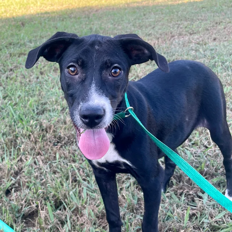 Fudgescicle thumbnail 2