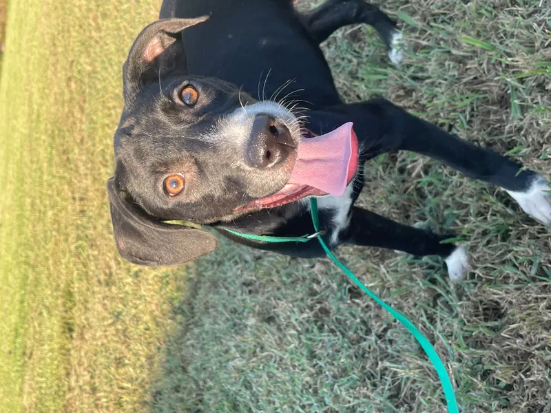 Fudgescicle thumbnail 4