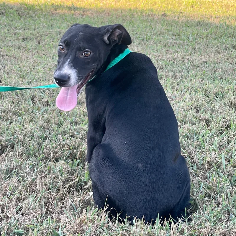 Fudgescicle thumbnail 5