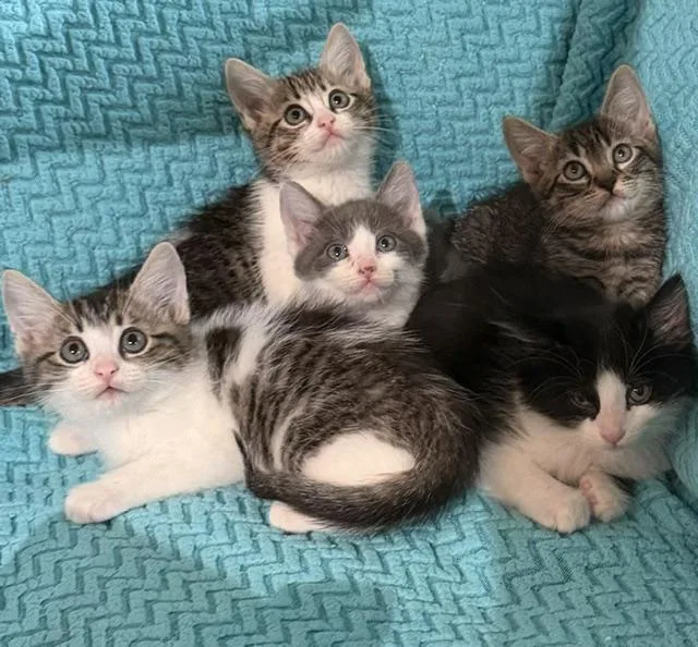 A baby medium-sized female Gray / Blue / Silver Domestic Short Hair cat named Nora for adoption in Houston, TX