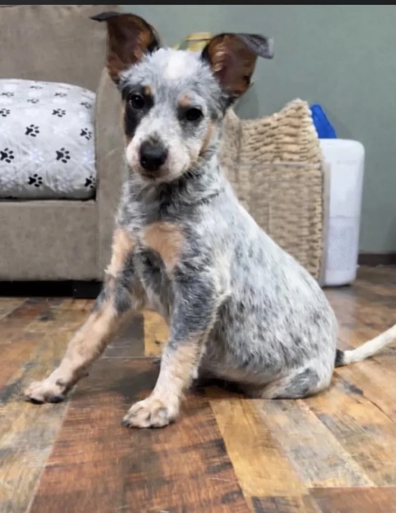 Rochelle thumbnail 2