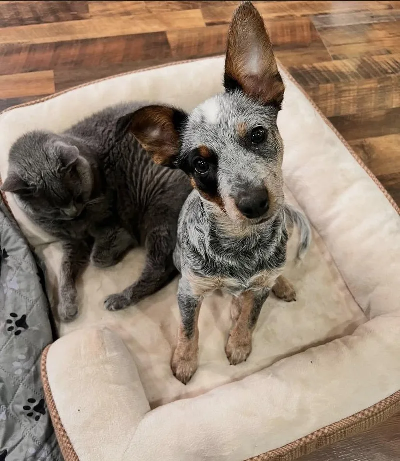 Rochelle thumbnail 3