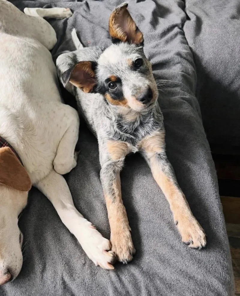 Rochelle thumbnail 4