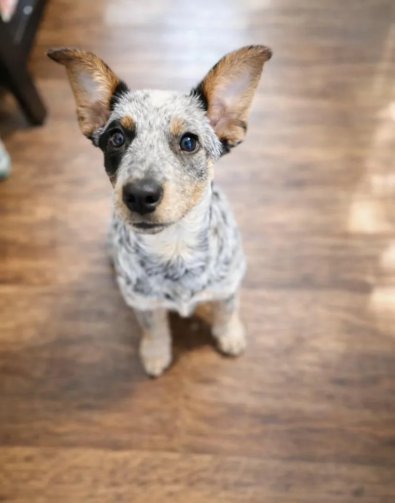 A baby medium-sized female Australian Cattle Dog / Blue Heeler dog named Rochelle for adoption in Philadelphia, PA
