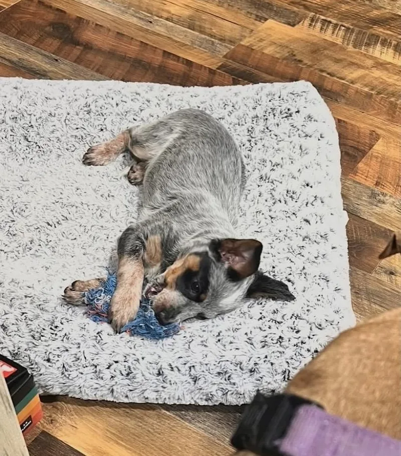 Rochelle thumbnail 5