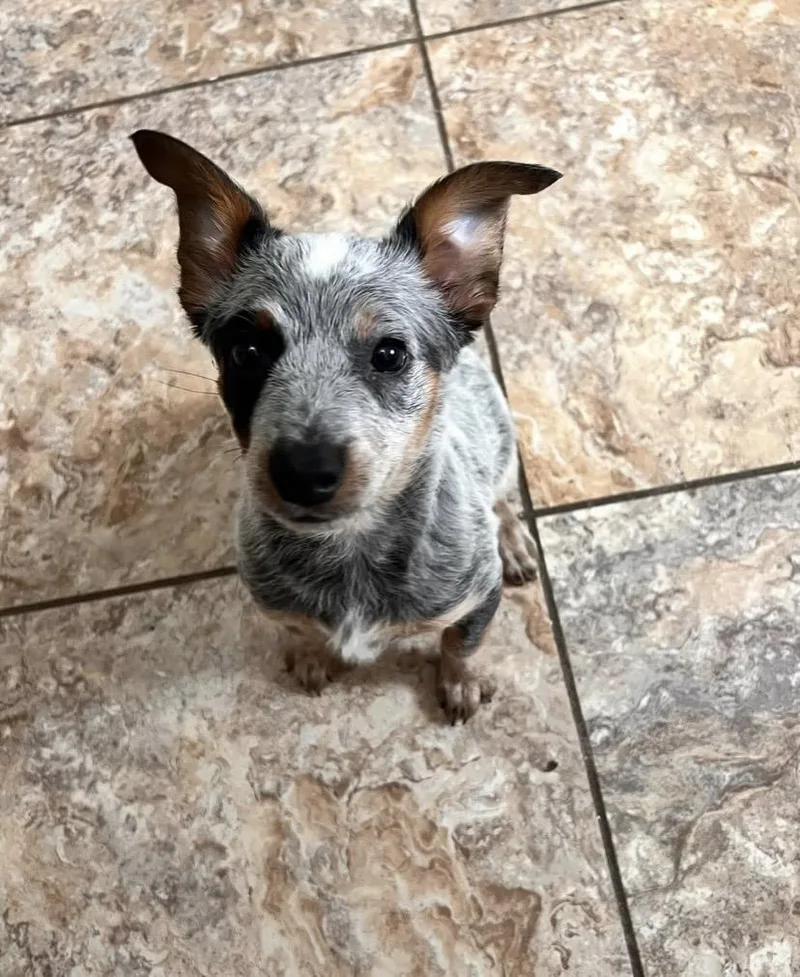 Rochelle thumbnail 6