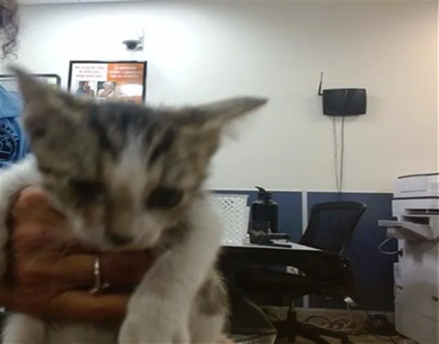 A baby small-sized male Domestic Short Hair cat named Hobie for adoption in Miami, FL