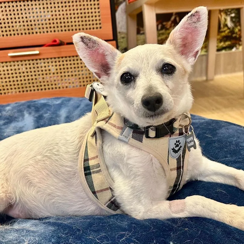 Mozzarella thumbnail 2