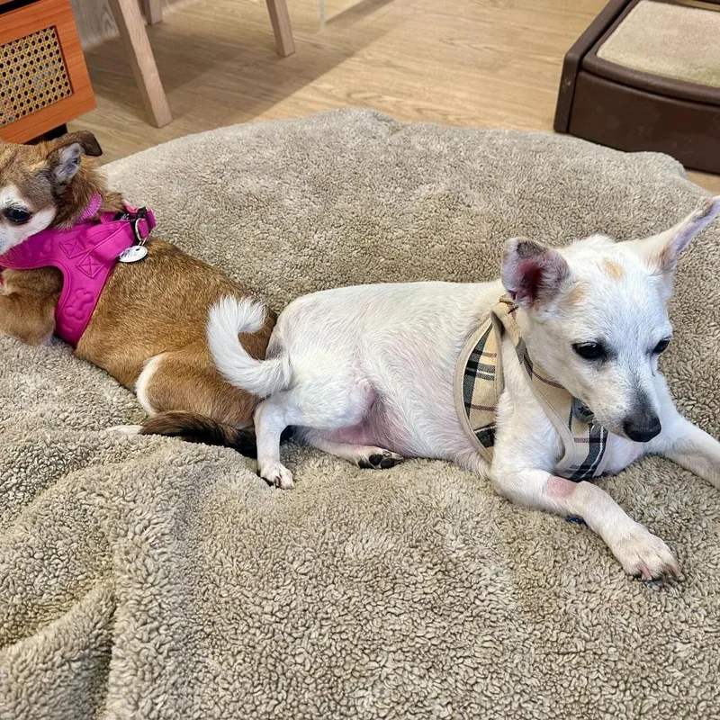 Mozzarella thumbnail 3