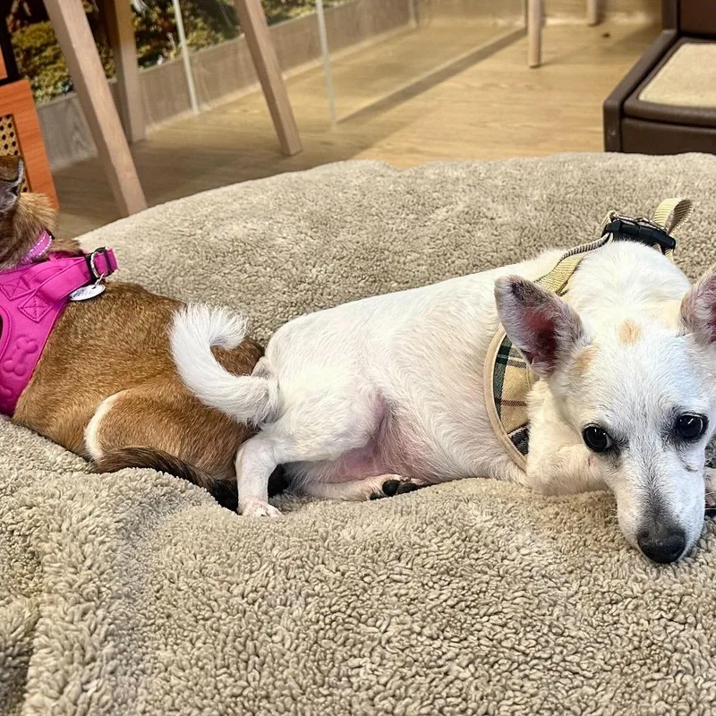 Mozzarella thumbnail 4