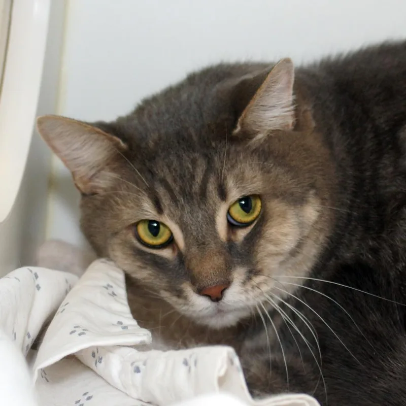 An adult extra large-sized male Brown / Chocolate Domestic Short Hair cat named Louie for adoption in West Palm Beach, FL