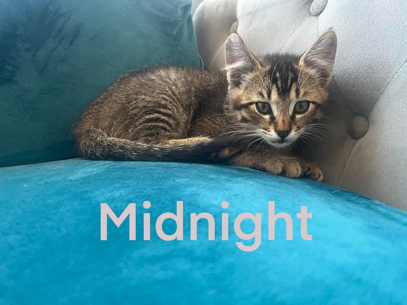 A baby small-sized male Domestic Short Hair cat named Midnight for adoption in Heyburn, ID