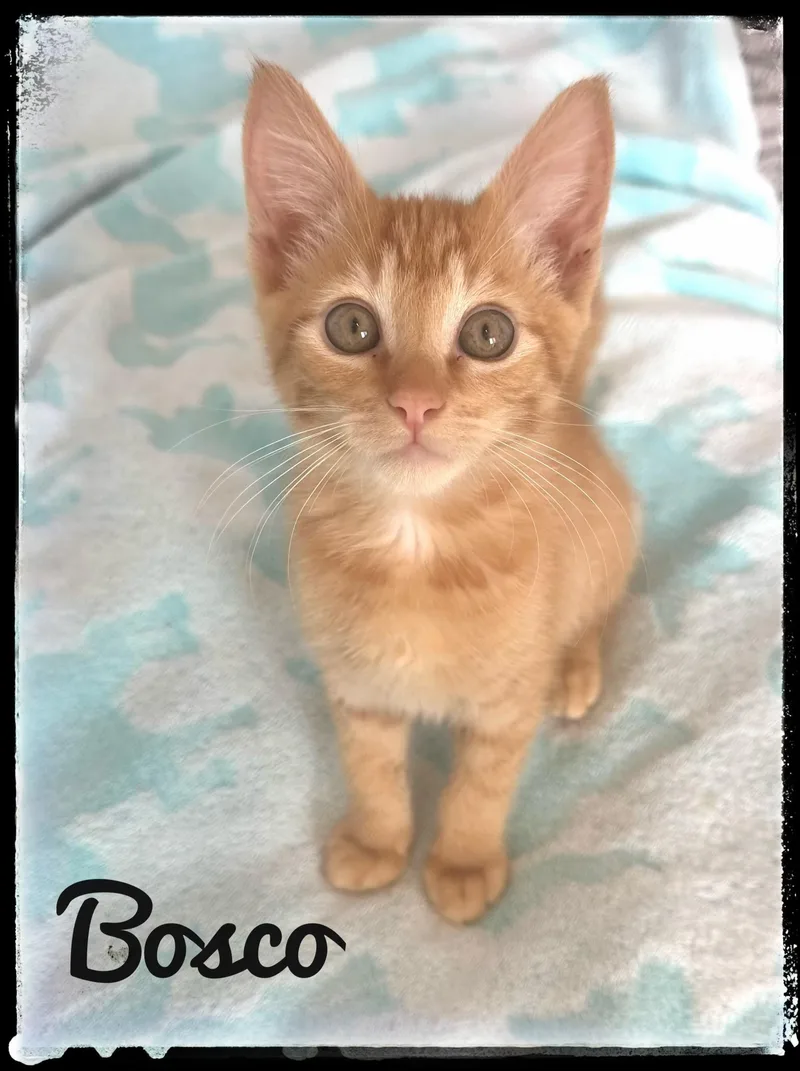 Bosco